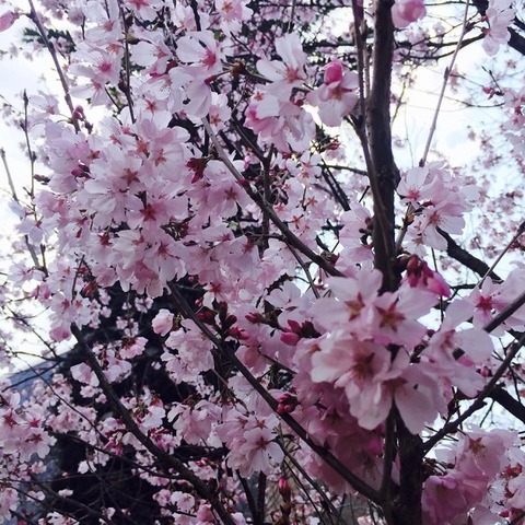 先週日曜日中浜下水処理場１本咲いていた桜
