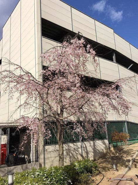 TPS内の田んぼに咲く桜